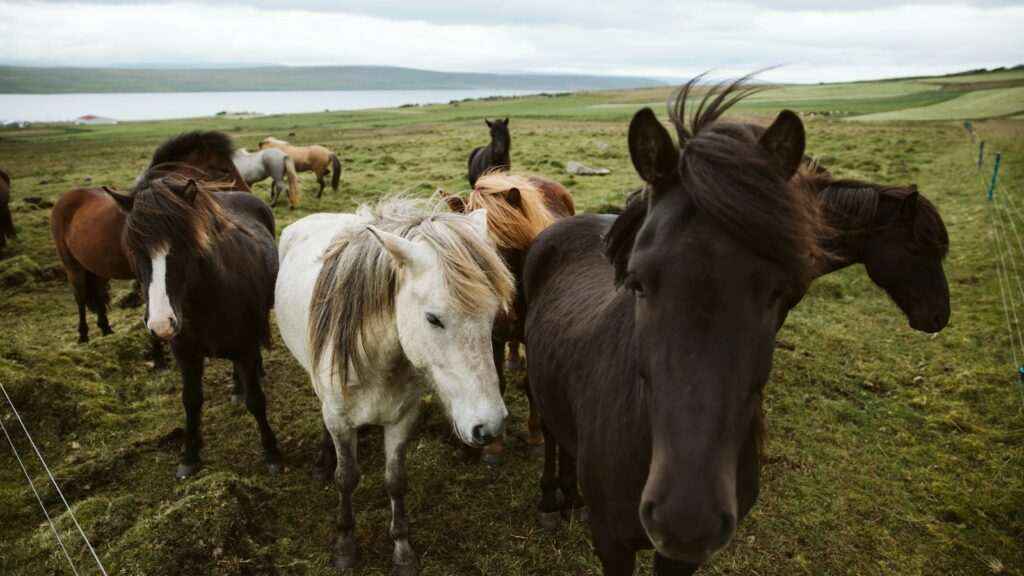 horses on green grass field during daytime