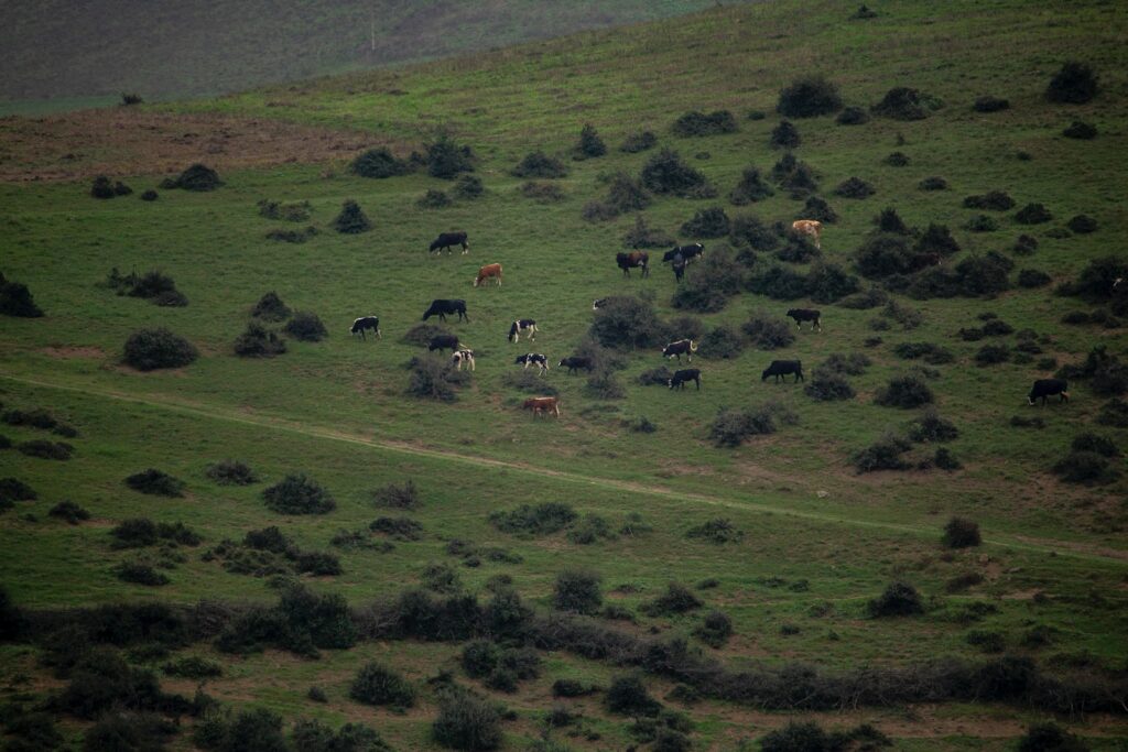 A herd of cattle grazing on a lush green hillside