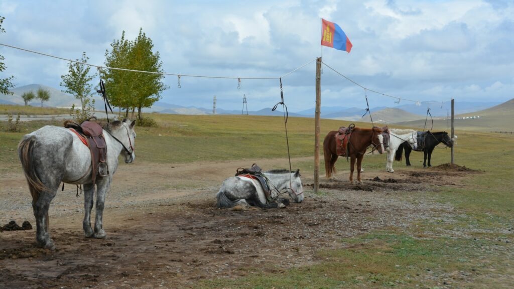 a group of horses that are standing in the dirt