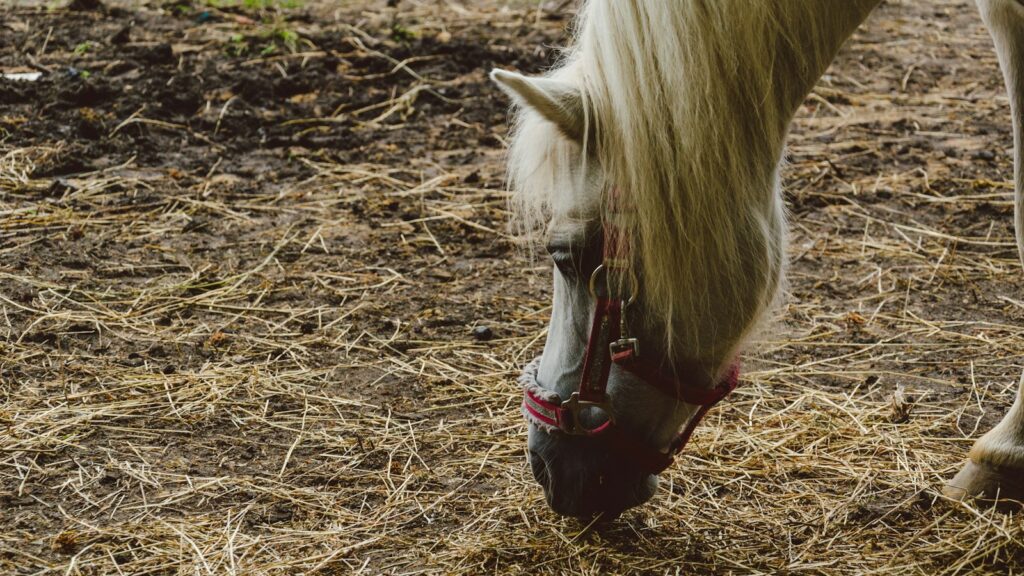 horse eating grass