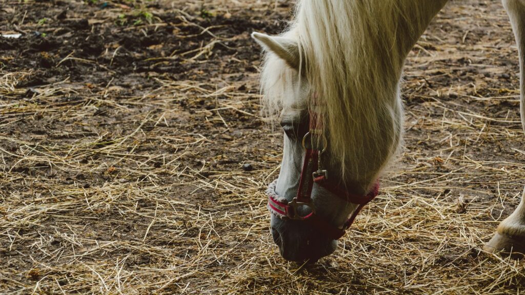horse eating hay