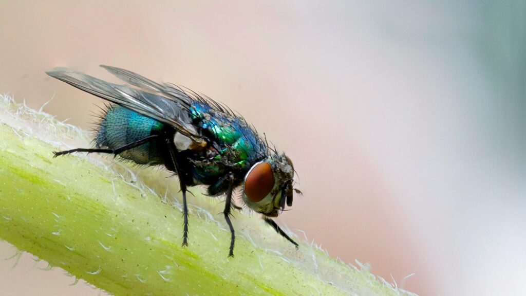 macro photograph of blue fly on plant's stem