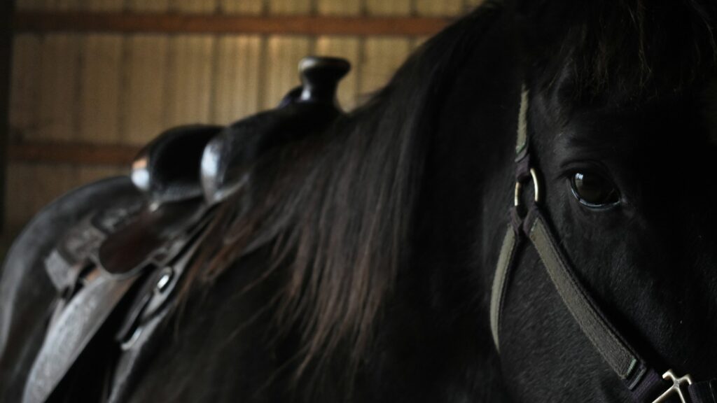 black horse wearing leather saddle