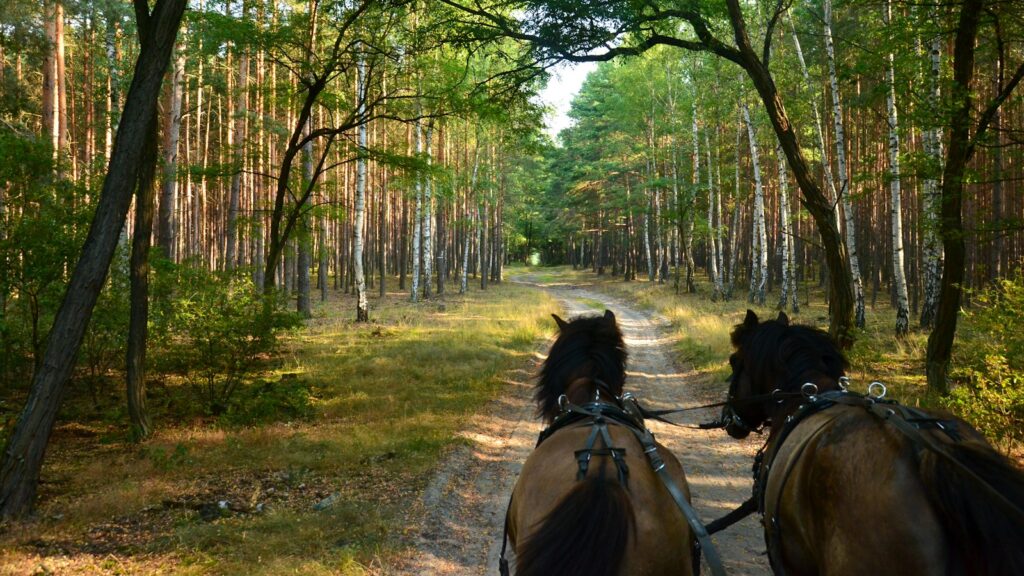 horses on a trail in the woods