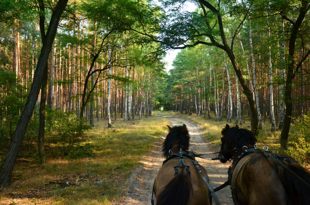 horses on a trail in the woods