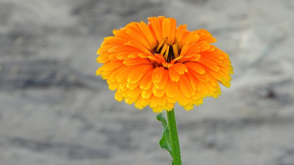 yellow flower in tilt shift lens