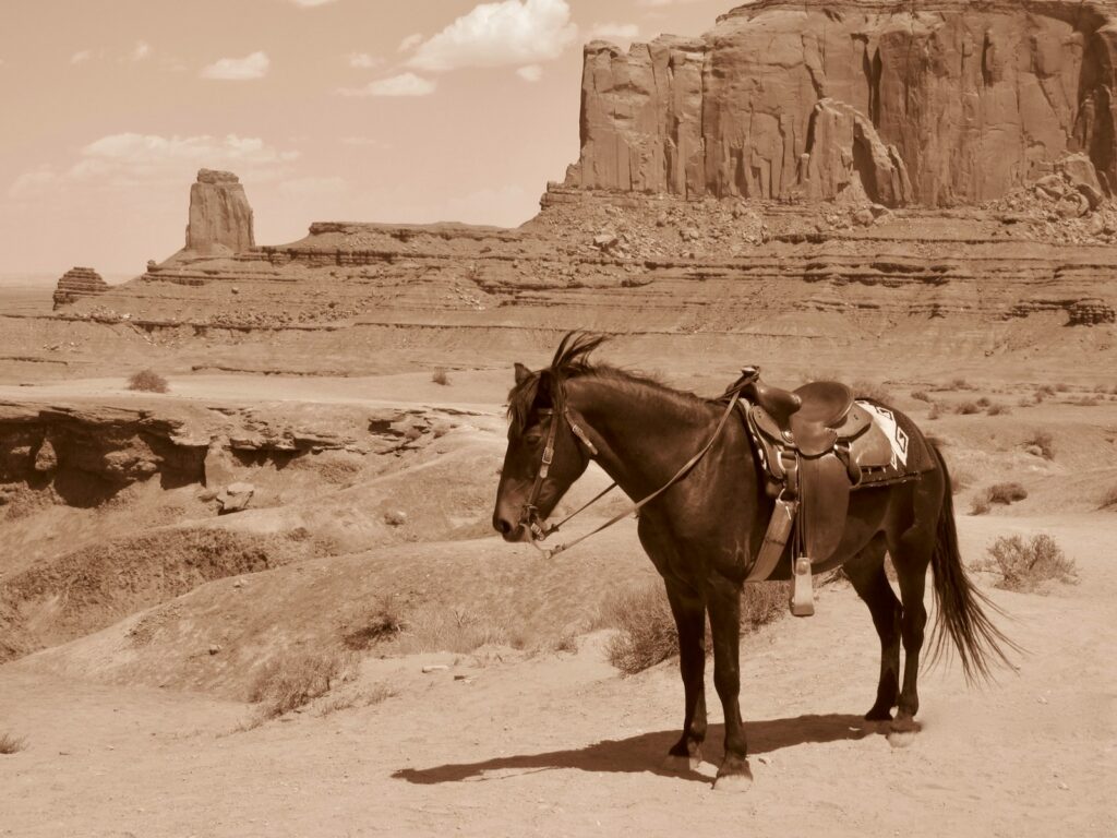 Horse with western saddle