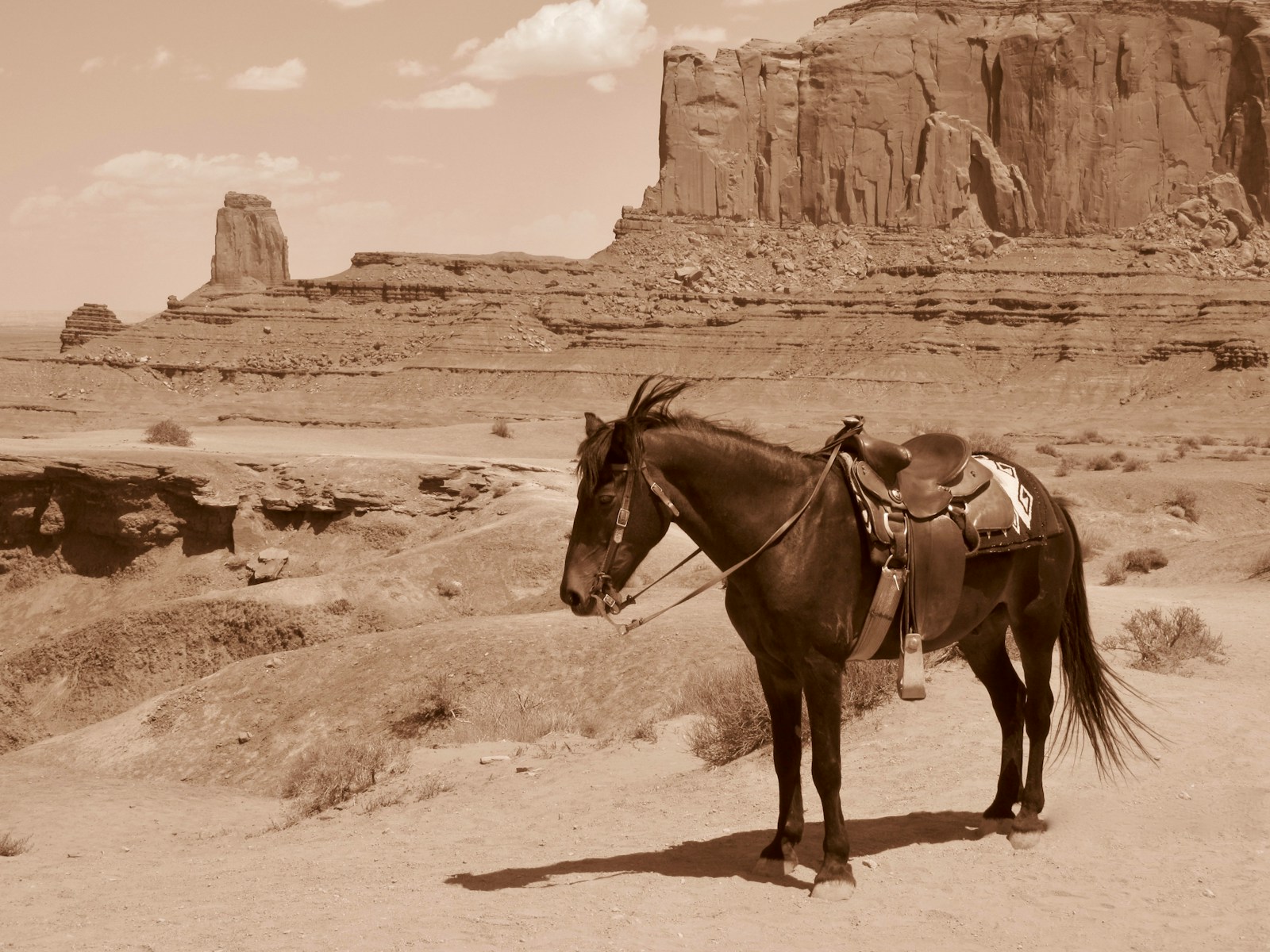 Horse with western saddle