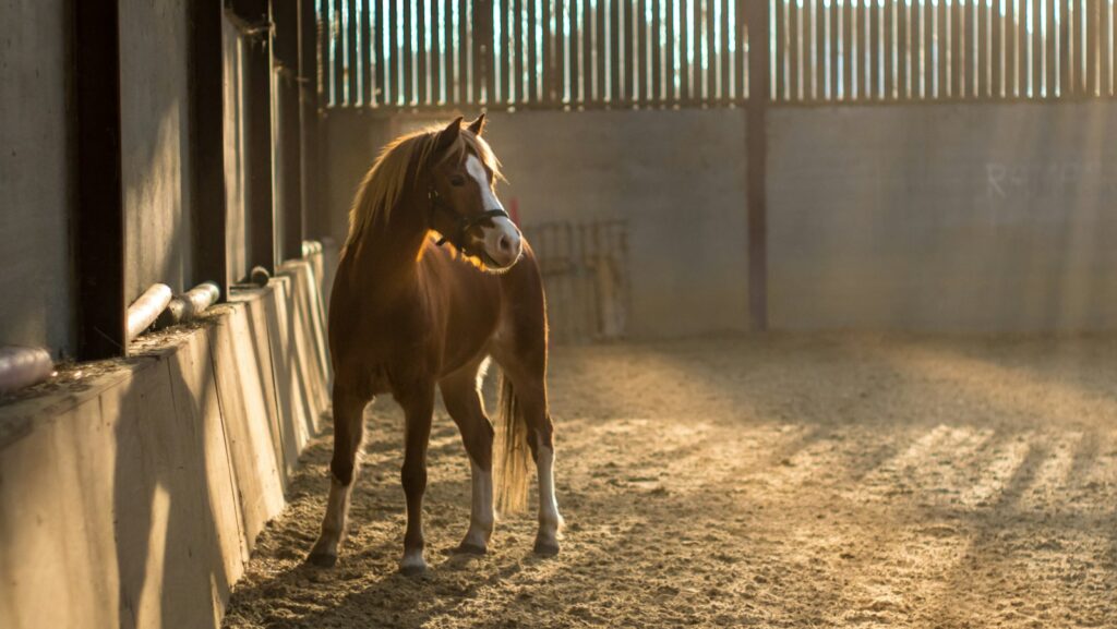 brown and white horse on stable