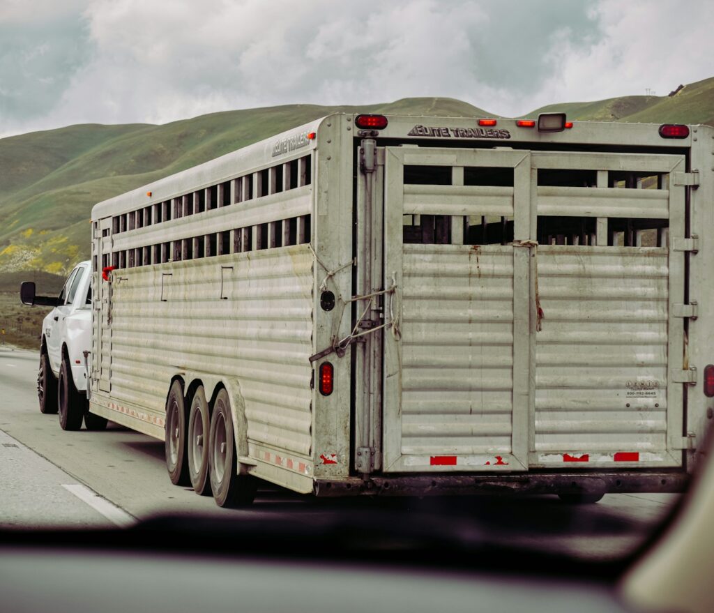 Horse trailer  on road during daytime