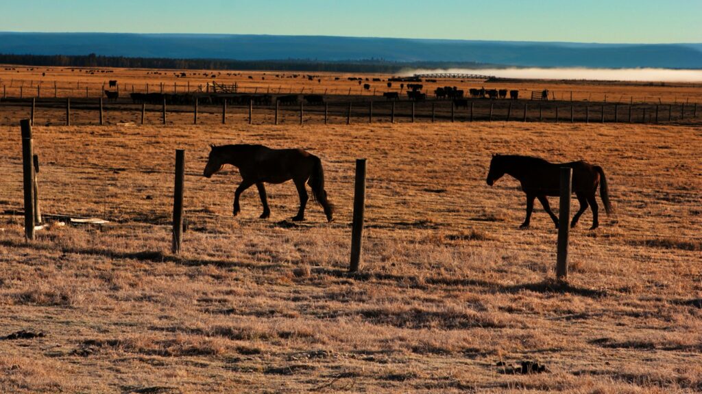A couple of horses that are standing in the grass
