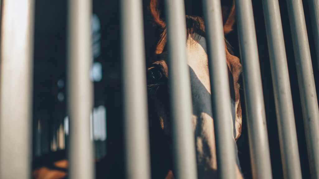 brown horse behind grey bars
