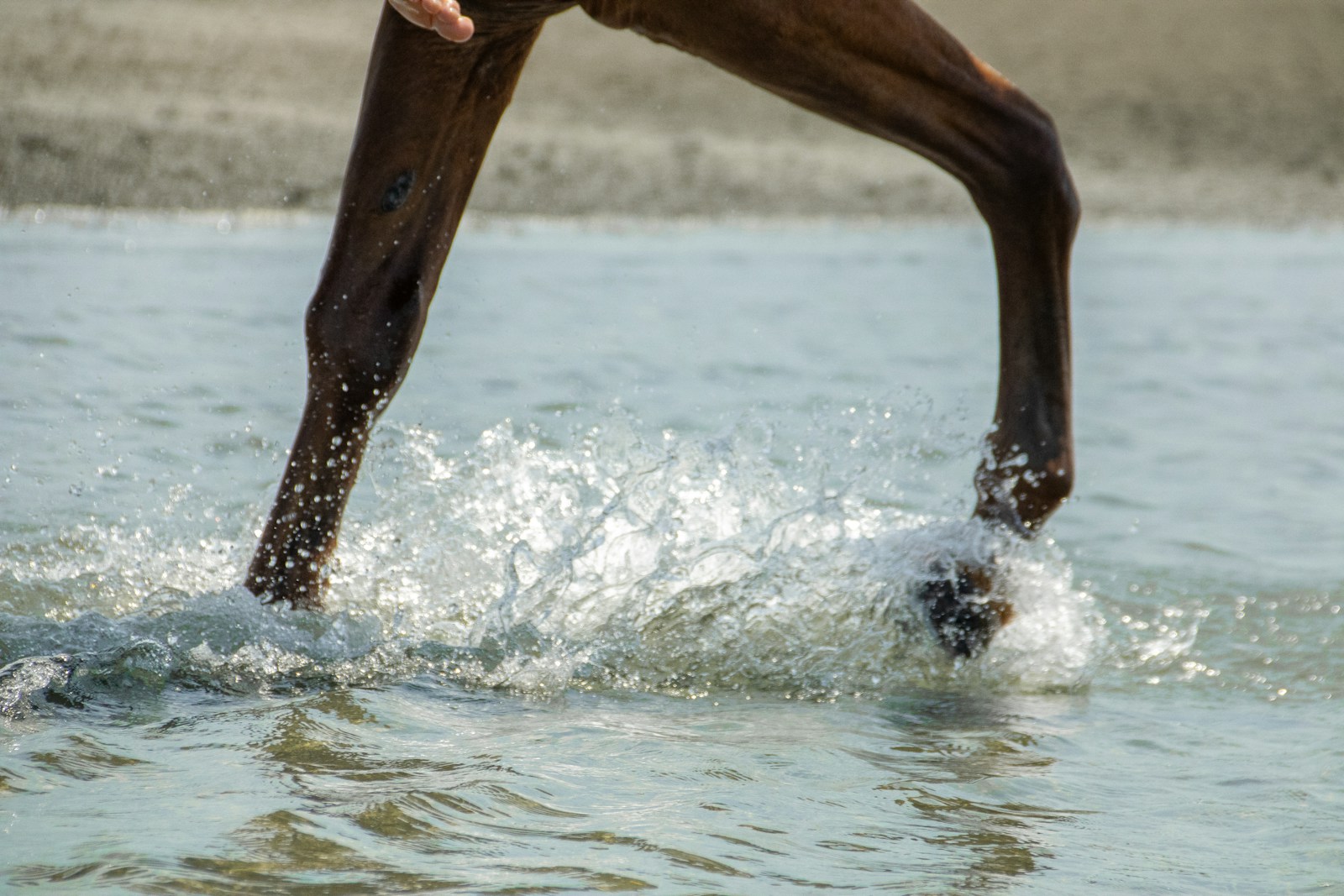 Horse in water