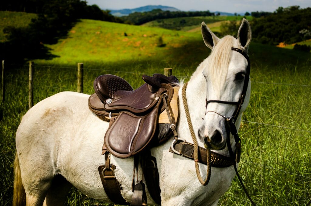 White horse on green grass field during daytime