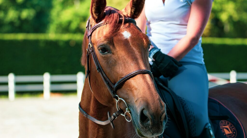 woman in white shirt standing beside brown horse during daytime