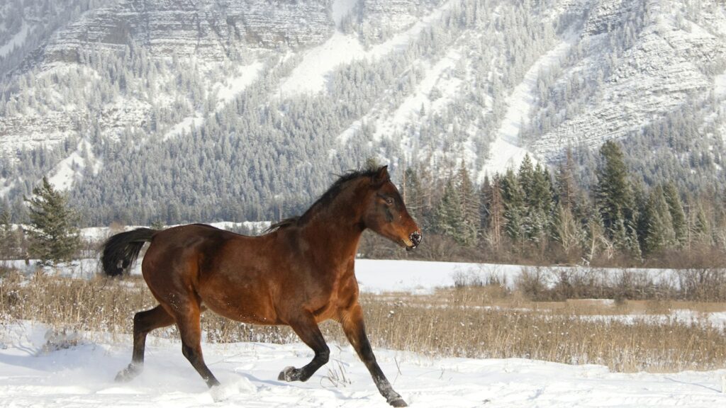 a horse running in the snow in front of a mountain
