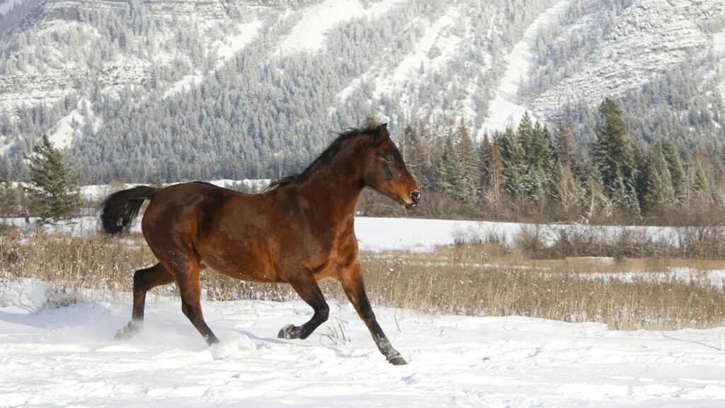 a horse running in the snow in front of a mountain