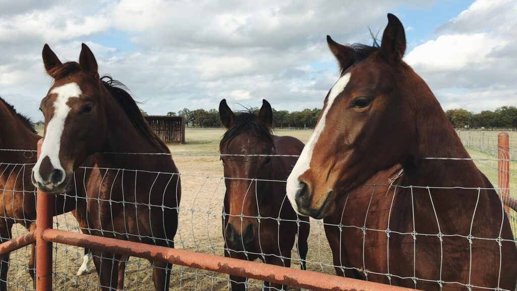 Four brown horses behind fence