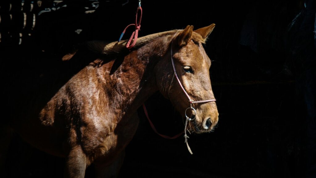 a brown horse with a bridle on it's head