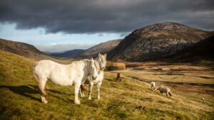 a white horse standing on top of a lush green hillside