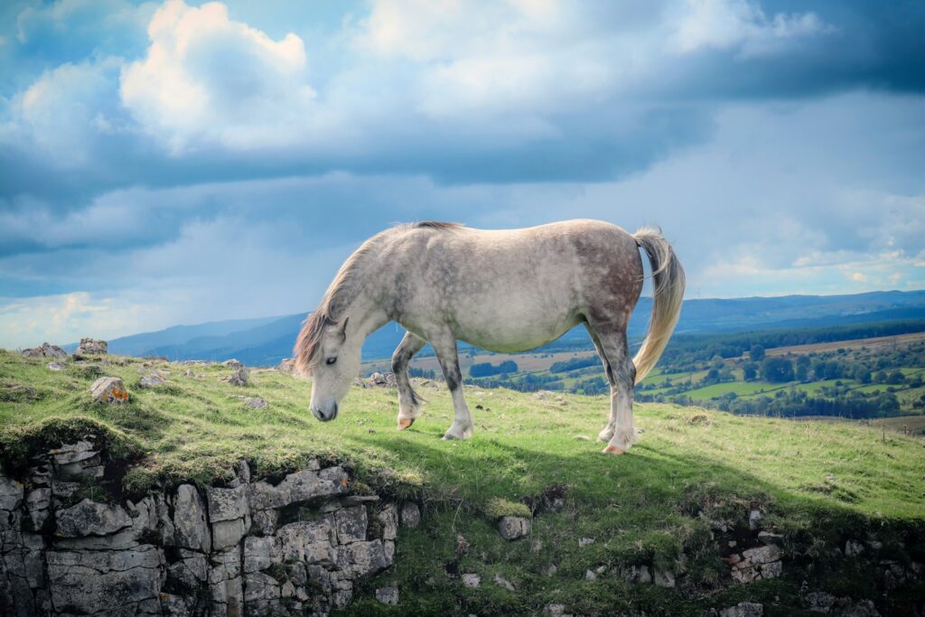 A horse is grazing on a grassy hill