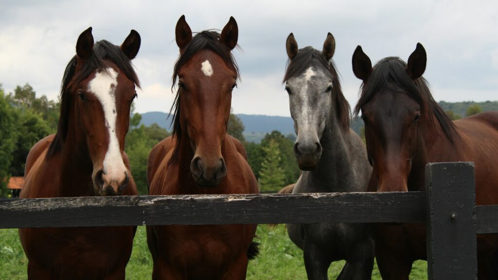 brown and white horses on green grass field during daytime