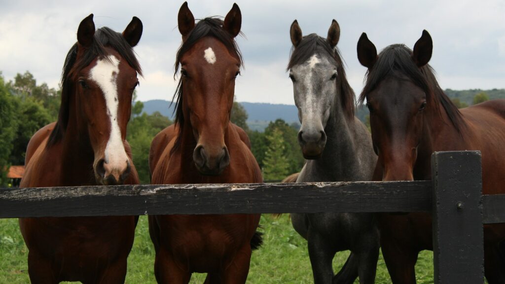 brown and white horses on green grass field during daytime