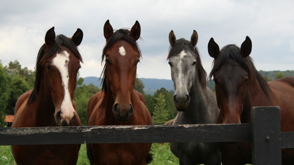 brown and white horses on green grass field during daytime