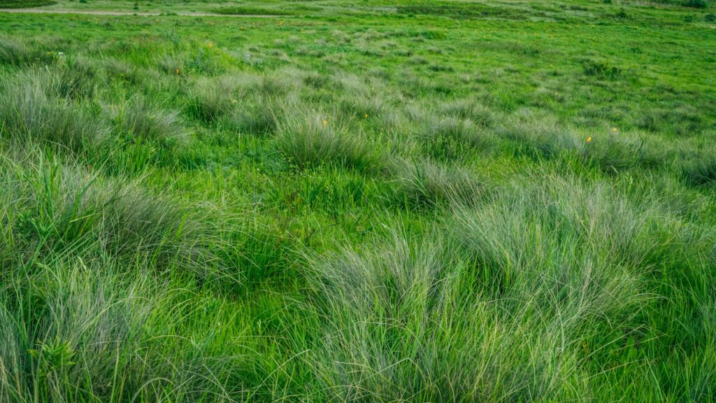 green grass during daytime