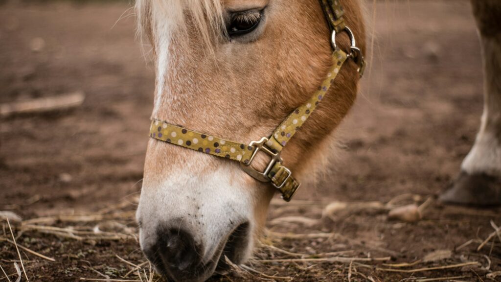brown pony eating grass