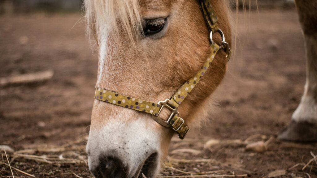 brown pony eating grass