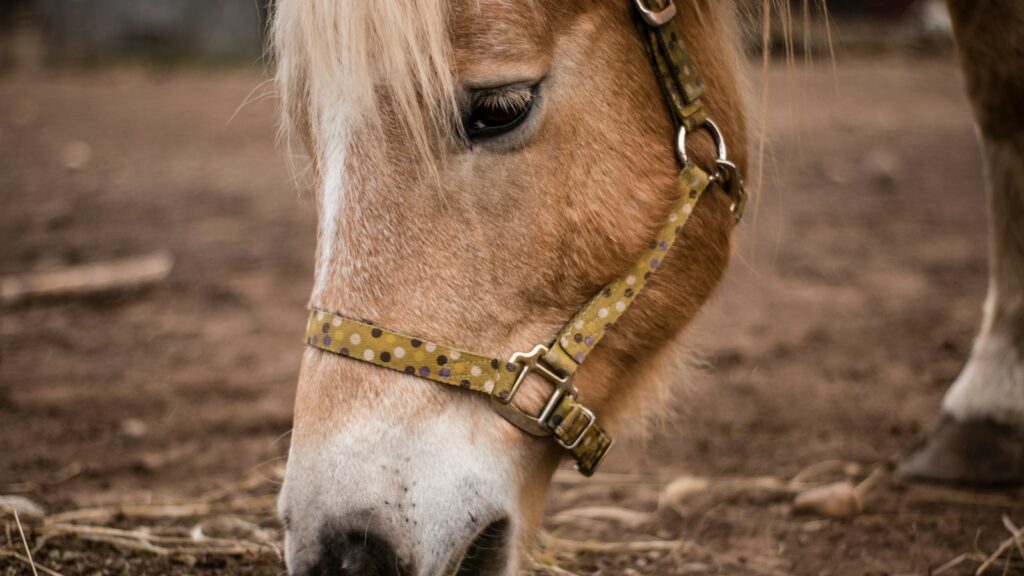 brown pony eating grass