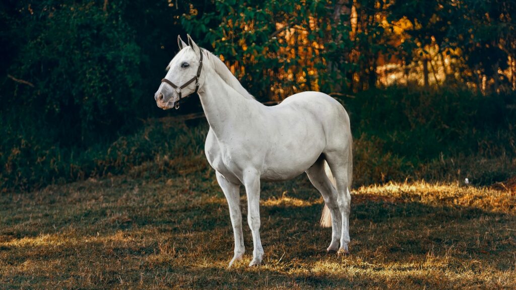 white horse on forest