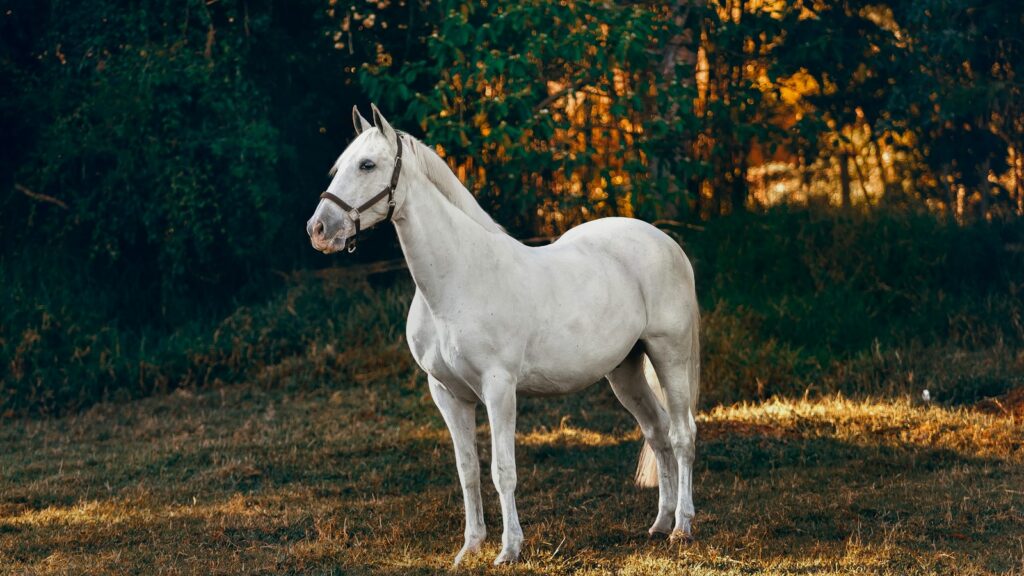 white horse on forest