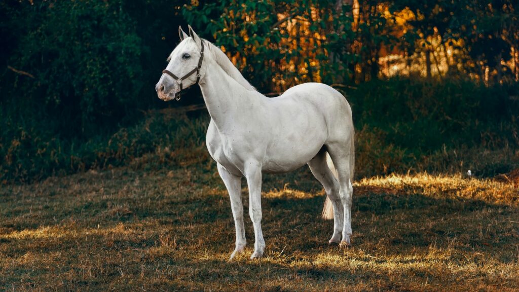 white horse on forest