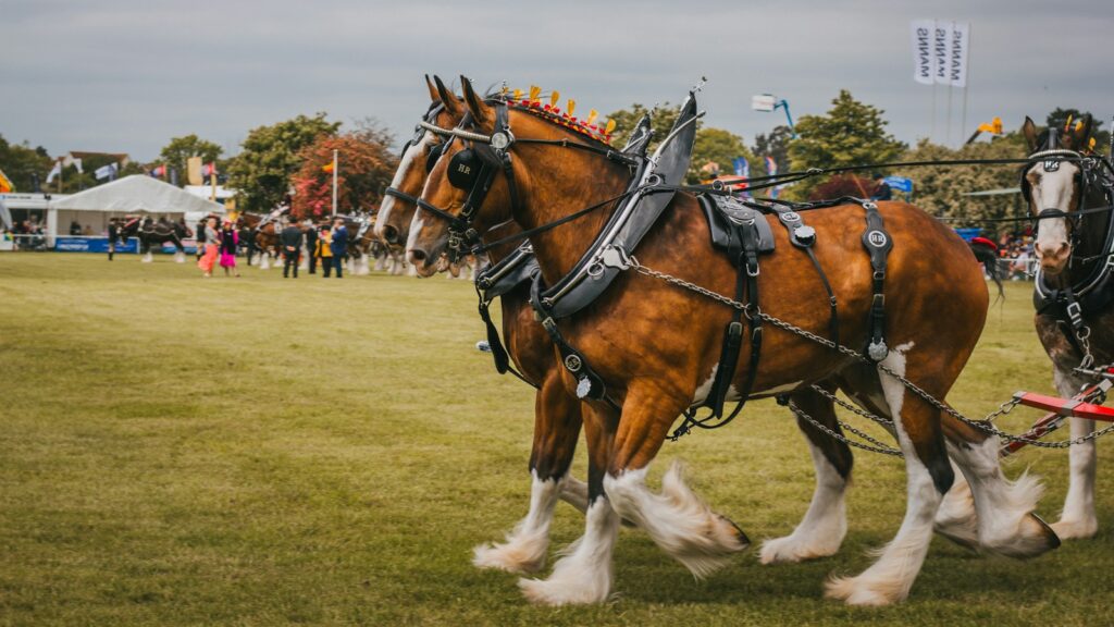 a couple of horses pulling a carriage on a field