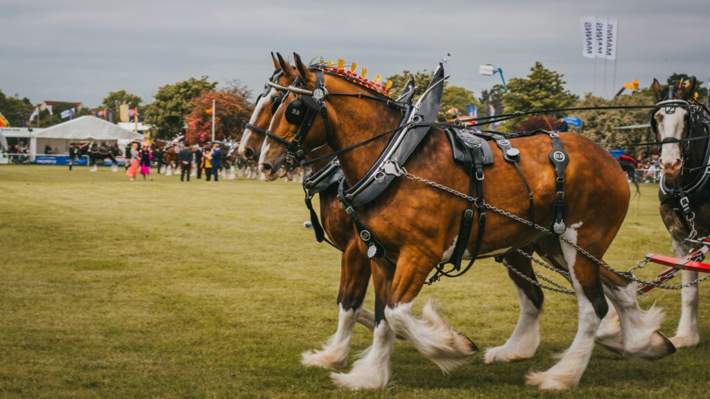 a couple of horses pulling a carriage on a field