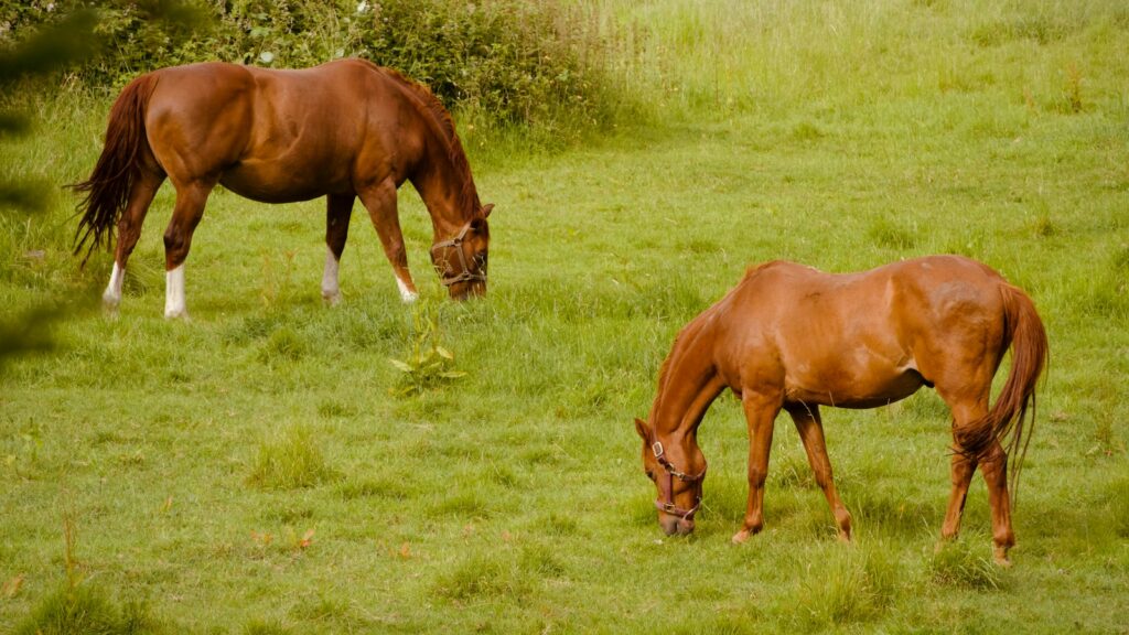 Two brown horses grazing in a grassy field