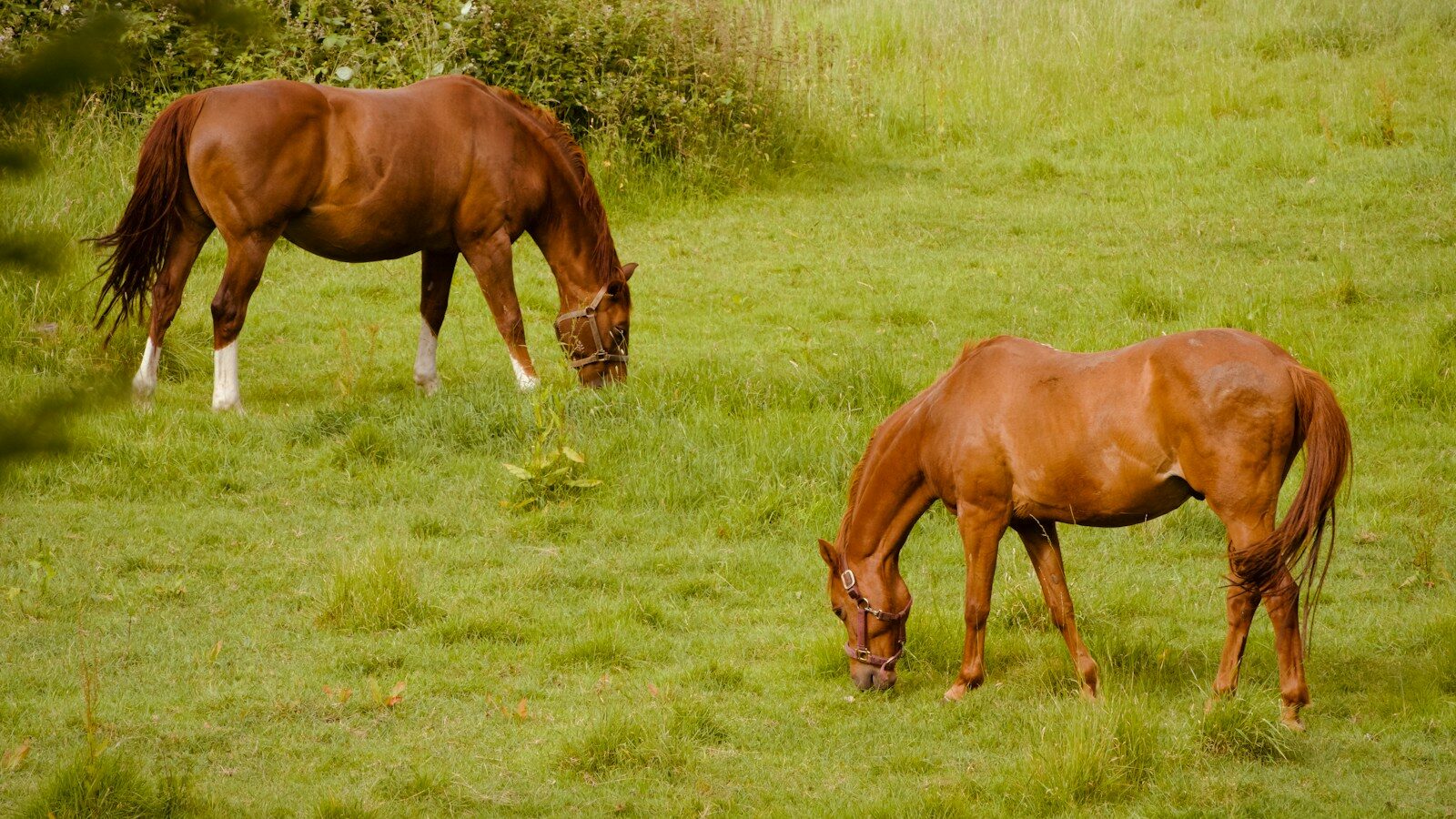Two brown horses grazing in a grassy field