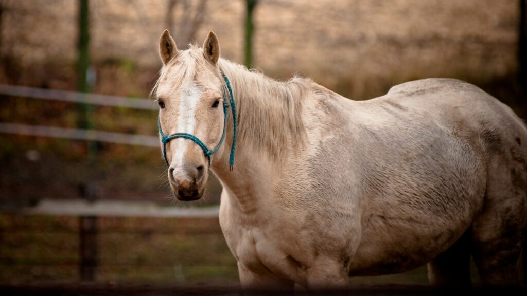 brown horse standing in field