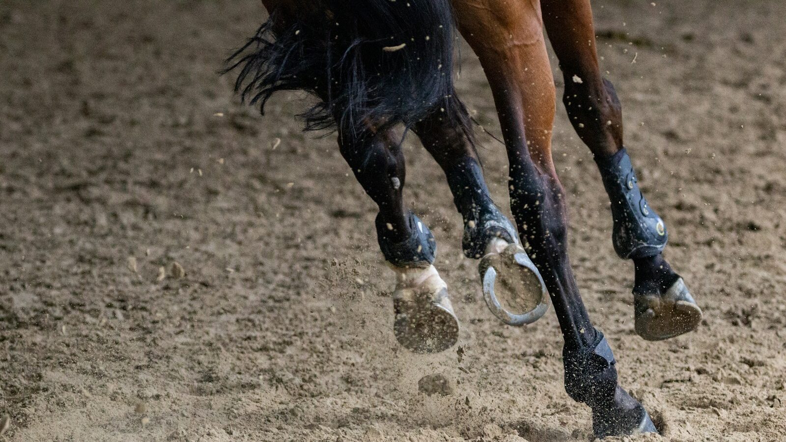 brown horse running on brown field during daytime