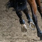 brown horse running on brown field during daytime