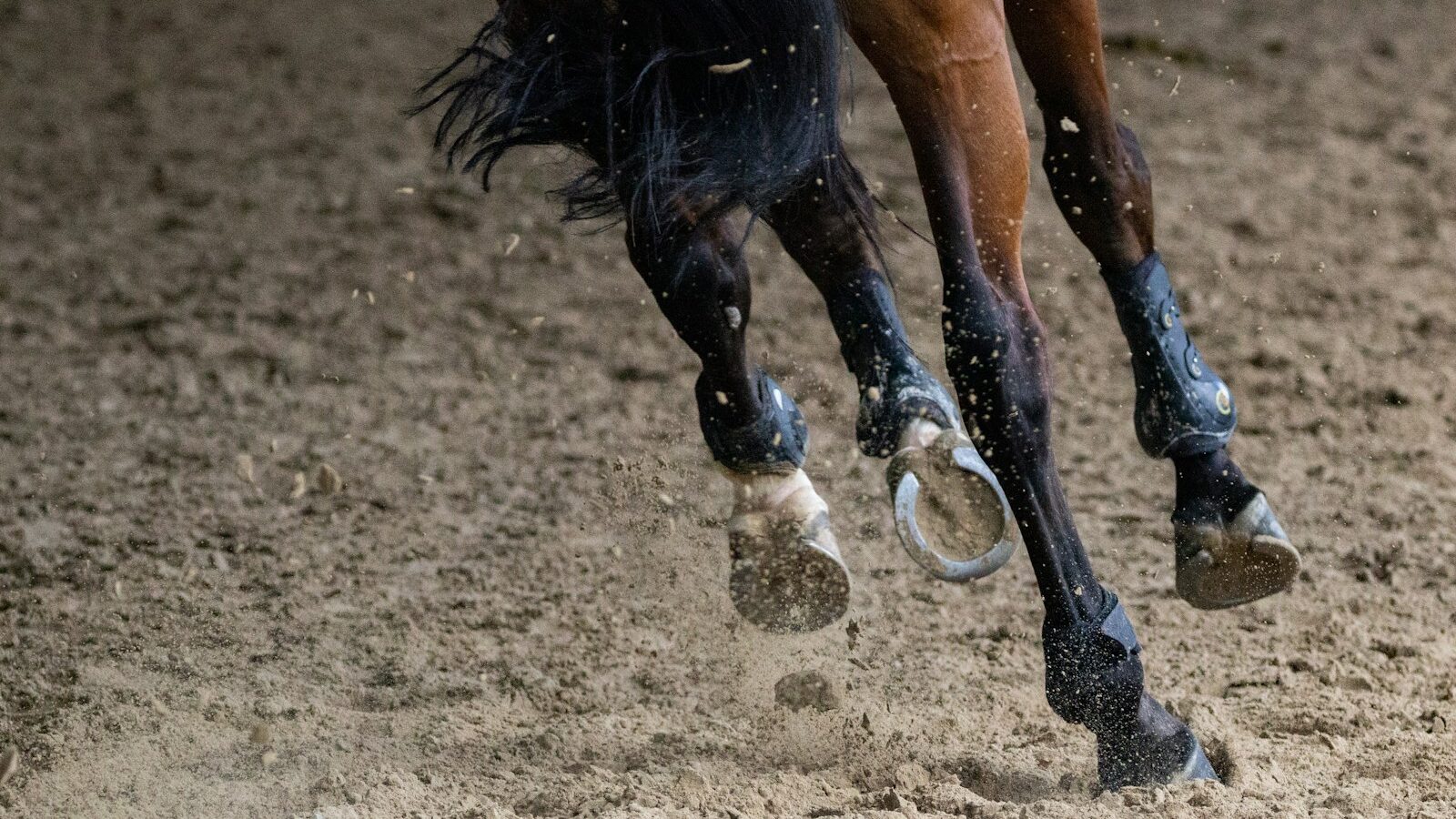 brown horse running on brown field during daytime