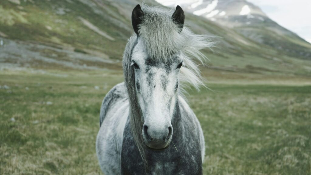 close-up photography of white and gray horse standing on green grass field