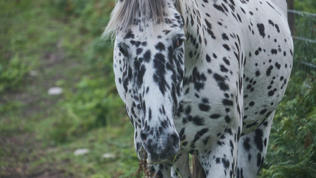 a horse standing in a field