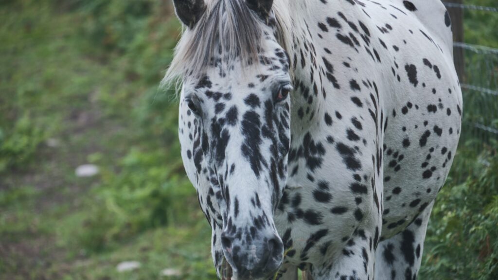 a horse standing in a field