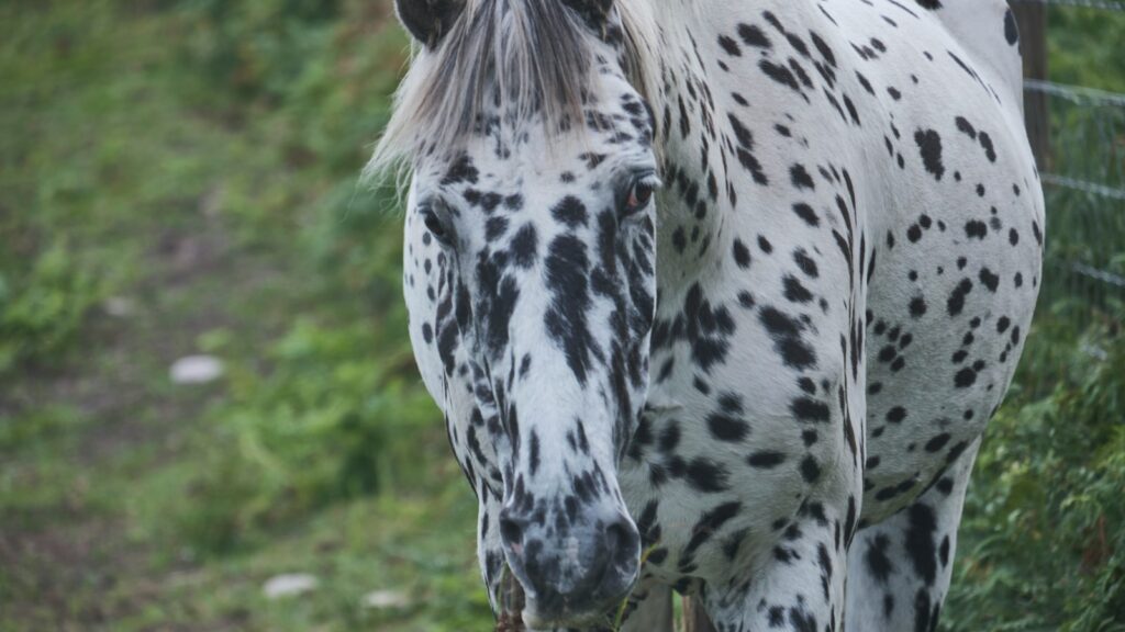 a horse standing in a field