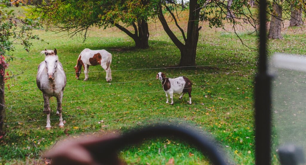 a group of horses standing on top of a lush green field