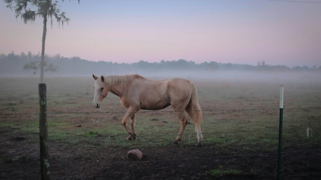 brown horse standing on green grass near fence
