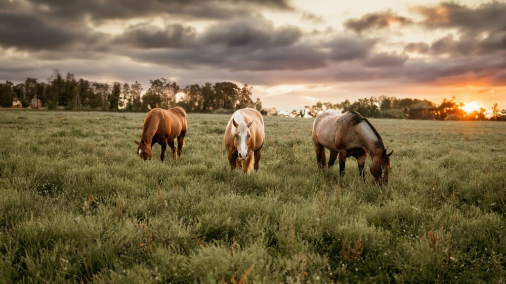Three horses grazing in a field at sunset